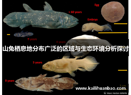山兔栖息地分布广泛的区域与生态环境分析探讨